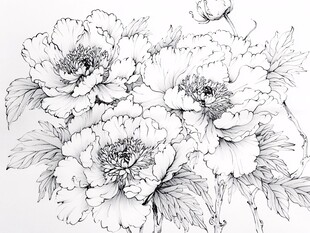 黑白牡丹线描花卉图