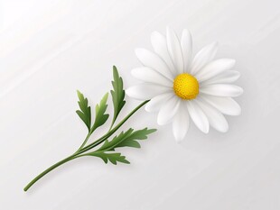 一朵清新小白菊