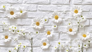 白色砖墙雏菊清新装饰图