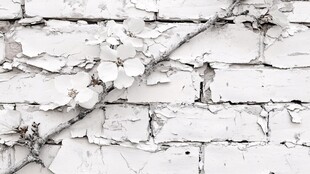 破旧白墙旁的干枯枝藤