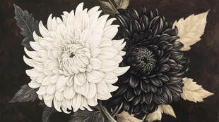 黑白双色菊花艺术插画
