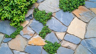 石板小径绿植点缀之美