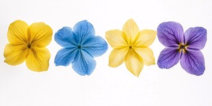 四色花卉绽放的美丽瞬间