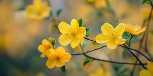 春日绽放的明黄色迎春花