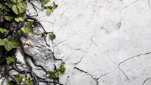 墙缝中生长的翠绿藤蔓