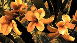 金黄花卉绽放美丽瞬间