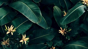 热带绿叶与明艳小花景观