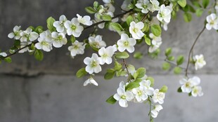 枝头白花绽 清新自然景