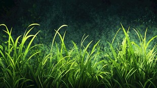 翠绿草丛背景图