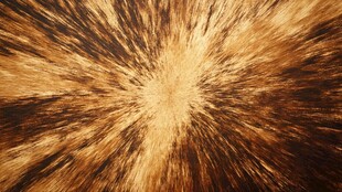 炫彩放射状金色纹理背景