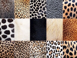 多样动物皮毛纹理展示