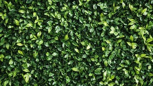 翠绿繁茂的植物墙背景