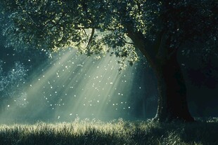 森林中的梦幻光束与大树