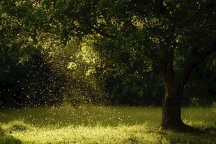 树下光影飞舞的梦幻瞬间