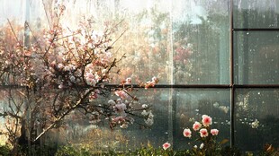 窗前绽放的烂漫花枝