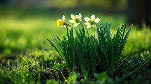 春日绽放的清新水仙花