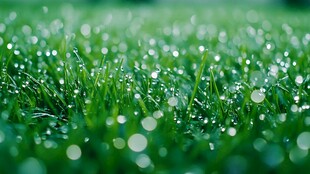 露珠点缀的翠绿草地