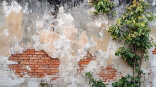 斑驳老墙与攀缘绿植