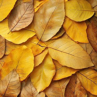 秋日金黄落叶特写画面