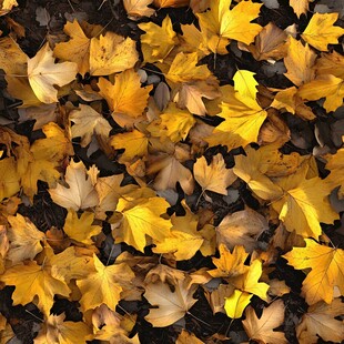 金黄秋叶铺就的美丽景致