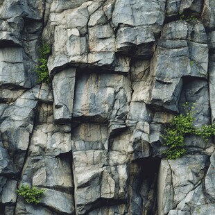 嶙峋岩壁上的倔强绿植