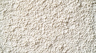 白色颗粒状物质特写