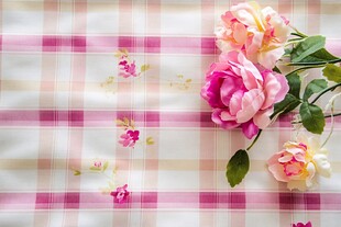 粉色格纹布上的娇艳玫瑰
