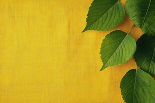 黄底绿叶清新静物图