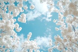 仰望烂漫盛开的洁白繁花