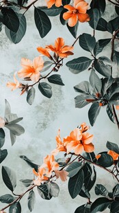 橙色花卉绿叶装饰图案