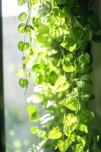窗前垂吊的翠绿藤蔓