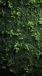 嫩绿小草生机盎然的画面