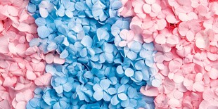 粉蓝绣球花的梦幻色彩