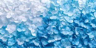 梦幻蓝白绣球花背景图