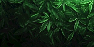 翠绿繁茂的叶丛背景图
