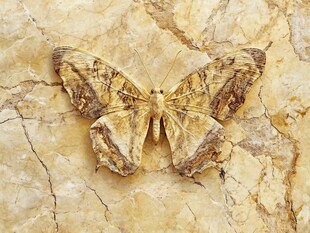 石纹上的斑斓蝴蝶