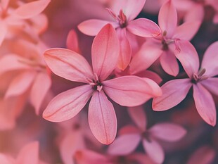 粉色娇花绽放迷人光彩