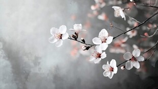 水墨杏花图 淡雅绽枝头