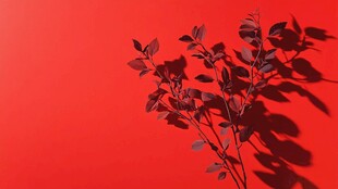 红墙前的绿植剪影