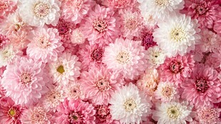 粉色白色花卉浪漫簇拥