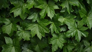 翠绿繁茂的常春藤叶片