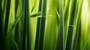 翠绿竹林 清新自然之景