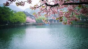 湖畔樱花绽 古风景致美