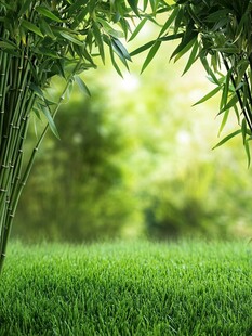 竹林下的翠绿草地风光