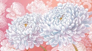 双朵粉白菊花梦幻花卉图