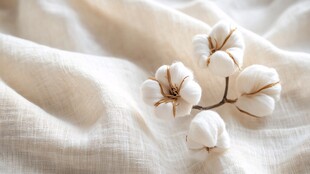 棉花朵置于轻柔织物上