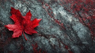 红叶静卧于斑驳石面