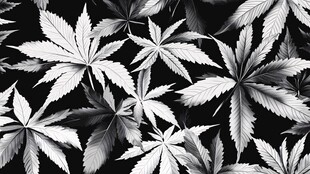 黑白大麻叶图案背景