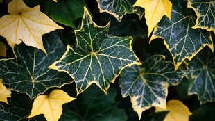 黄绿相间的常春藤叶片