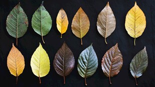 多彩秋叶展示多样自然之美